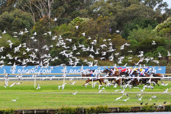 Australia’s own flock of seagulls