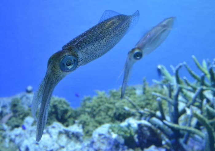 The Squid Tank