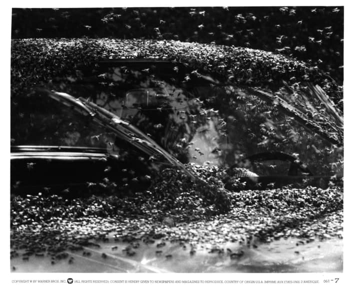 Killer Bees - "The Swarm"