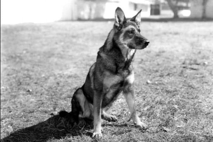 Rin-Tin-Tin (1922 - 1931)