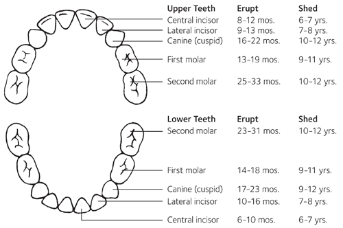 How Can I Help My Infant During The Teething Process How Can I Help My Infant During The Teething Process