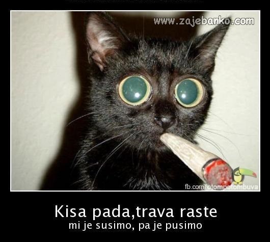 kiša pada, trava raste