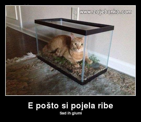 mačka glumi ribicu