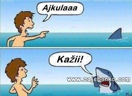 morski pas smiješna slika