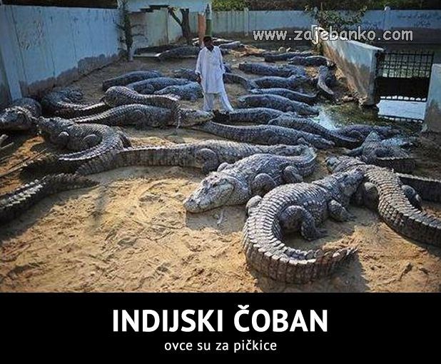 indijski čoban čuva krokodile