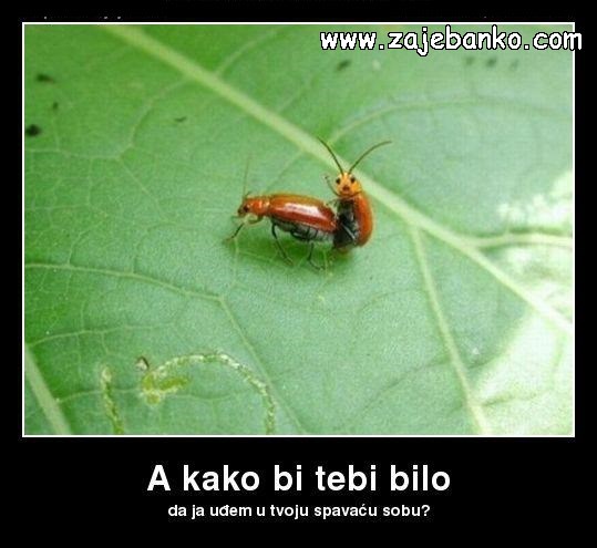 smiješni kukci