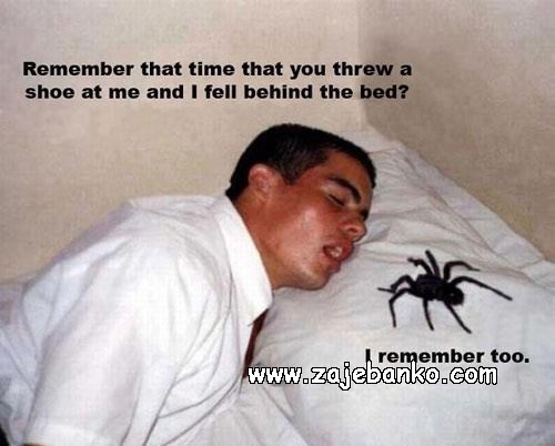 odvratan pauk smiješna slika