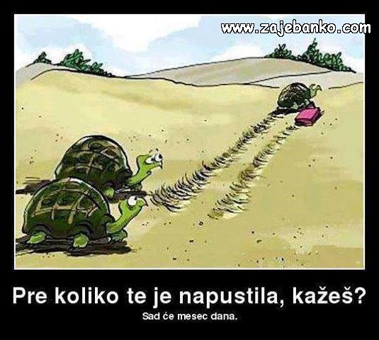 smiješne kornjače