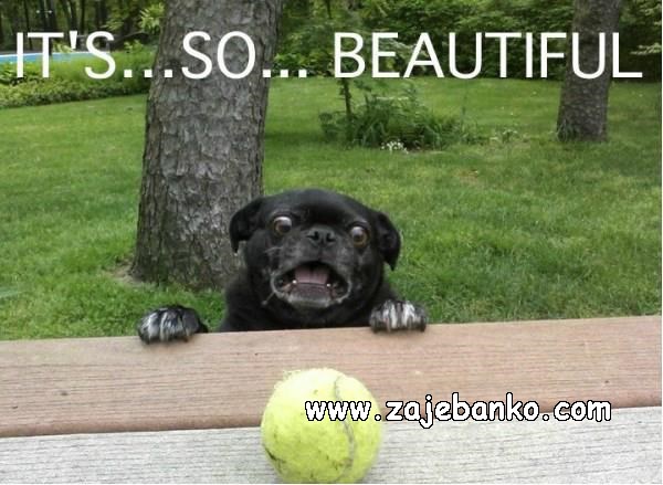 teniska loptica smiješna slika