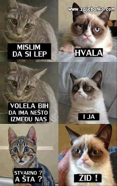 nezainteresirana mačka