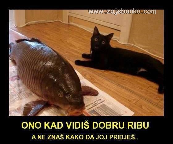 kako priči ribi