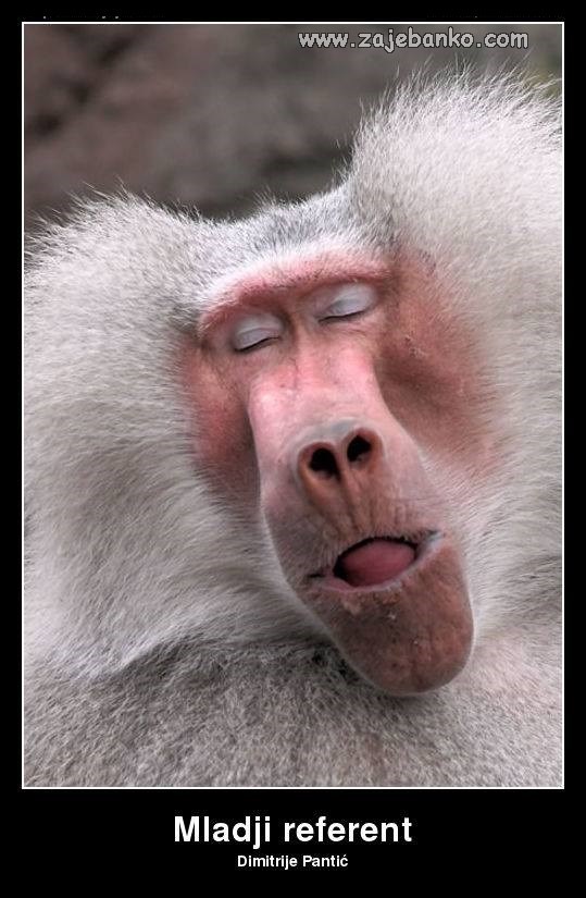 dimitrije pantić - mlađi referent