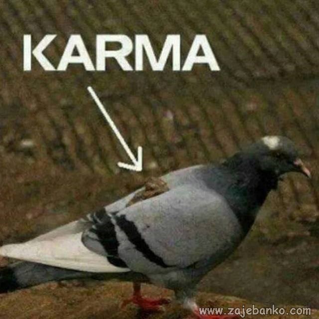 karma - posrana ptica