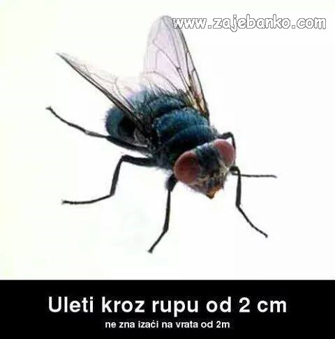 smiješna muha
