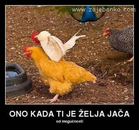 kad ti je želja veća od mogućnosti