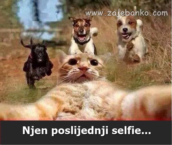 životinja napravila selfie