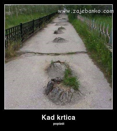 krtica iskopala rupe