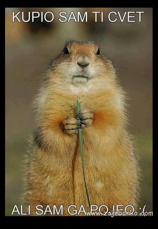 smiješna životinja