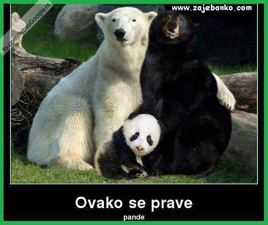 panda smiješna slika