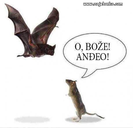 šišmiš - smiješna slika