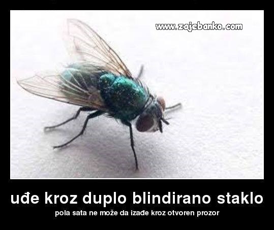 blindirano staklo smiješna slika