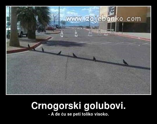 crnogorski golubovi