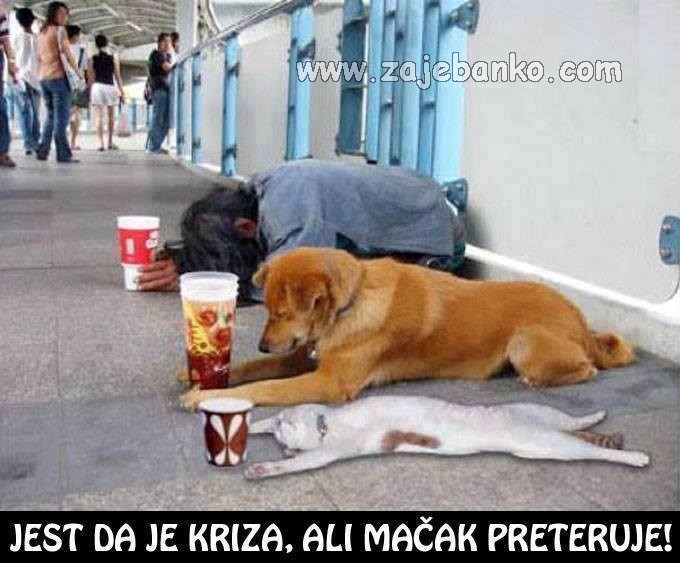 kad mačke pretjeruju