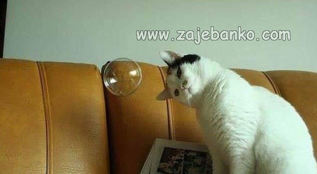 mačka smiješno gleda