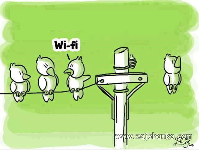 wi-fi ptica smiješna slika
