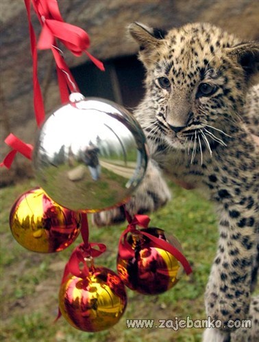 životinje u božićnom izdanju