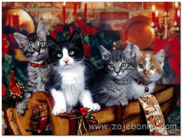 životinje u božićnom ruhu