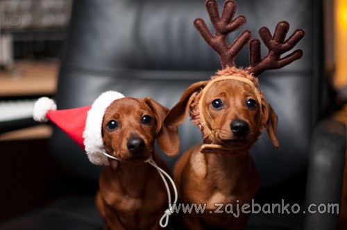 životinje slave Božić