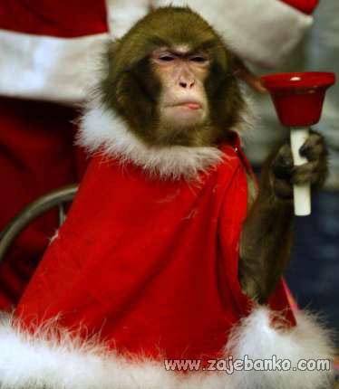 životinje u božićnom izdanju