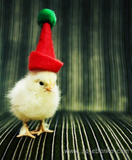 životinje u božićnom ruhu