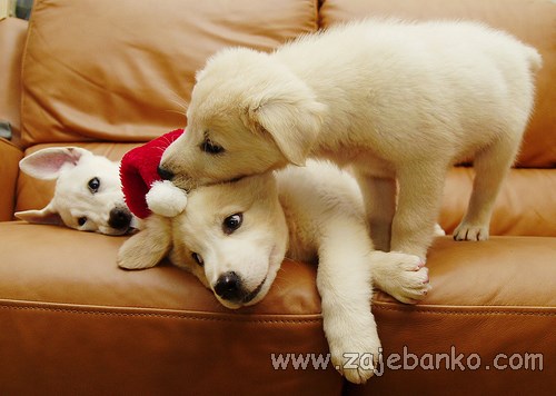 životinje u božićnom izdanju