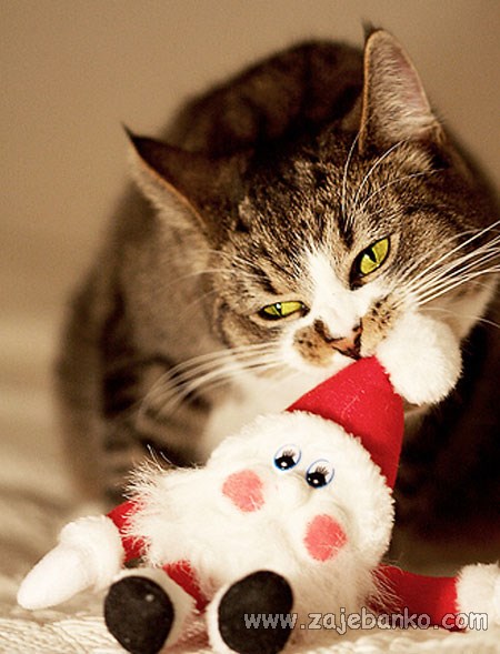 životinje u božićnom ruhu