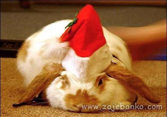 životinje u božićnom duhu