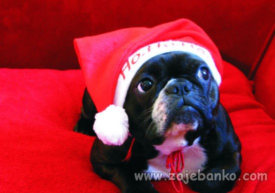 životinje slave Božić