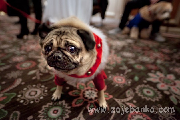 životinje u božićnoj odjeći