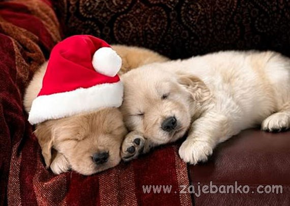 životinje u božićnom izdanju