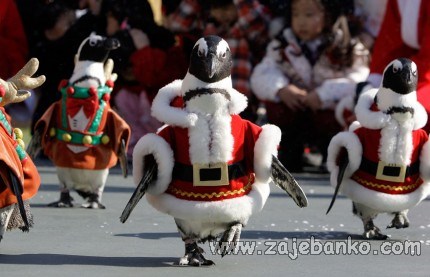 životinje u božićnim kostimima