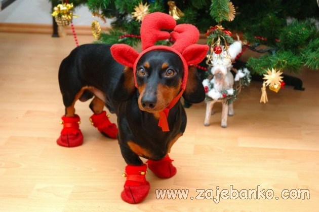 životinje u božićnom ruhu