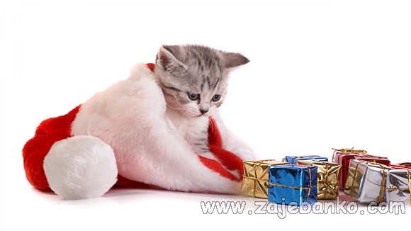 životinje u božićnim kostimima