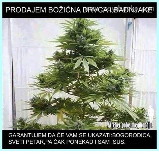 miris božićnog drvca