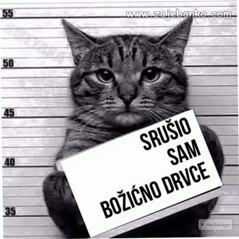 mačka srušiča božićno drvce