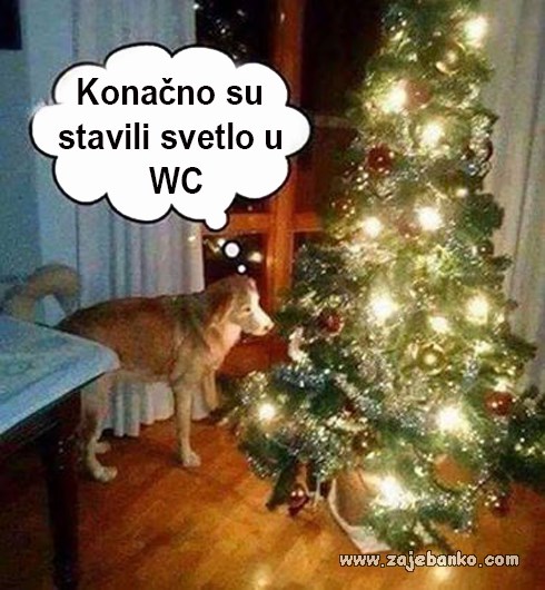 pas zapišava božićno drvce