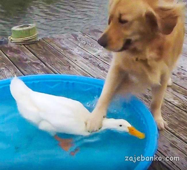 životinje imaju loš dan