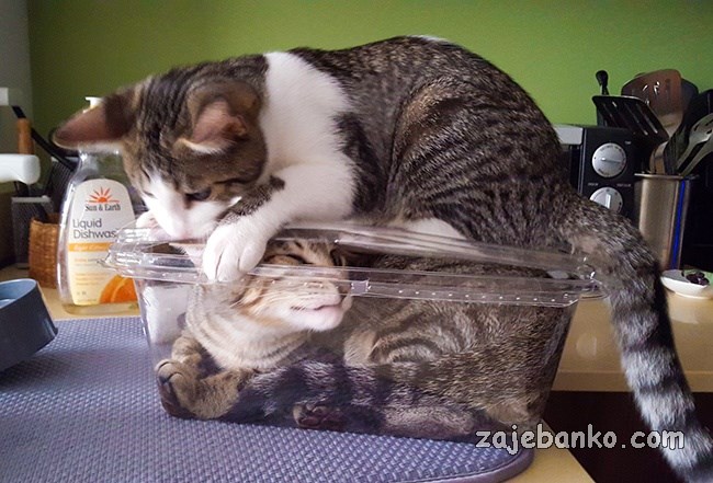 mačka se ponaša kao kreten