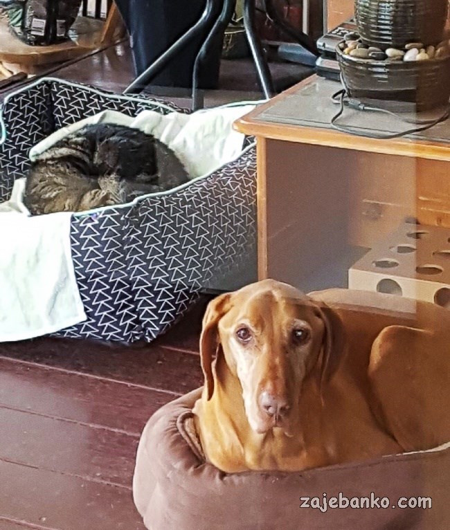 zločesta mačka spava u košari za psa