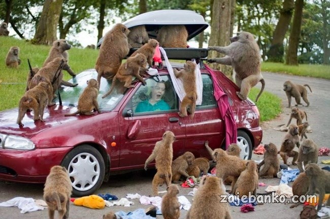 zločesti majmuni kradu stvari od ljudi